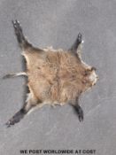 A taxidermy boar mounted as a rug (approximate length 175cm)