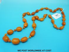 An amber necklace consisting of 31 graduated barrel shaped beads (the largest approximately 2.5 x 2.