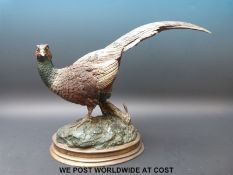 A cold painted bronze pheasant (27cm tall)