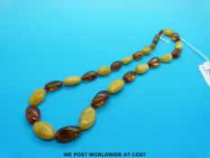 An amber necklace consisting of 25 graduated alternating translucent and butterscotch beads,