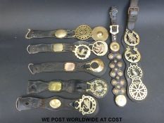 A collection of horse brasses on leather harness including one possibly Royal Horse Artillery,