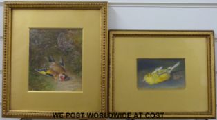 A pair of 19th/20thC watercolours of a goldfinch and a canary, signed Mary.H.