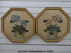 A pair of watercolours of auriculas in octagonal frames (46 x 46cm)