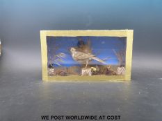 A cased taxidermy study of a corn bunting (21 x 37 x 8cm)