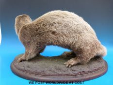 A taxidermy study of an otter on naturalistic base and wooden plinth,