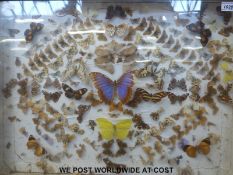 A cased display of butterflies (50cm x 75cm)