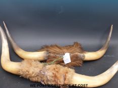 Two pairs of bull's horns, one pair from a bull put down after goring Mr J.