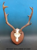 A set if mounted antlers of palmate form from a Fallow deer,