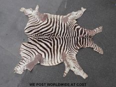 A taxidermy zebra skin approximate length 213cm, approximate width 180cm.
