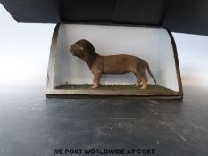 A taxidermy study of a puppy in glazed case (24cm x 15cm)
