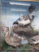 A taxidermy study of three ducks in naturalistic setting,
