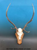 A set of mounted Red deer antlers,