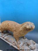 An unusually large taxidermy otter on naturalistic base,
