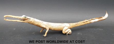 A taxidermy study of a juvenile Gharial (fish eating crocodile) approximately 60cm in length