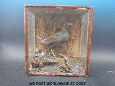 A Victorian cased taxidermy study of a moorhen (35 x 33 x 16cm)