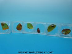 Six specimens of amber with insect inclusions