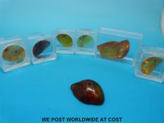 Seven specimens of amber with insect inclusions
