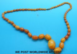 A graduated amber necklace consisting of 61 egg yolk coloured beads. 41.