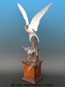 Albany Fine China Company figure of an Arctic Tern,