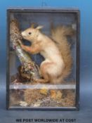 A taxidermy study of a red squirrel climbing a branch,