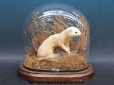 A taxidermy study of a stoat in naturalistic setting,