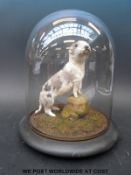 A taxidermy study of a puppy with a spotted coat under glass dome (26cm tall) on wooden base