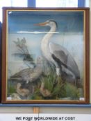 A large cased taxidermy study of a heron,