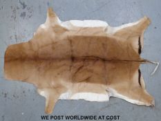 A taxidermy Thompson's gazelle skin (length 1.