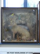 A Victorian taxidermy study of a fox with partridge wing in mouth, red squirrel, three king fishers,