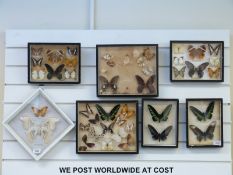 Seven glazed cases of mounted butterflies