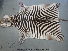 A taxidermy zebra skin (length 2.