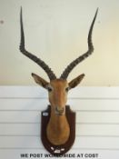 A taxidermy study of an impala on wooden plaque (span of horns 57cm)