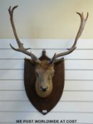A taxidermy stag's head mounted on wooden shield (span of horns 77cm)