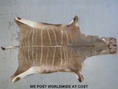 A taxidermy kudu skin (length 1.