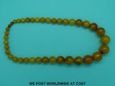 An amber necklace of 37 graduated spherical beads, the largest 24mm in diameter, 58cm long, 96g.