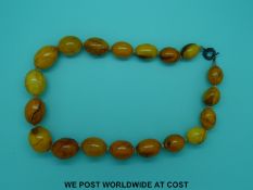 An very large amber necklace of 19 graduated beads, the largest 38x32mm, 75cm long, 257g.