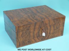 A 19thC burr walnut collectors box with flush campaign style handles to ends,