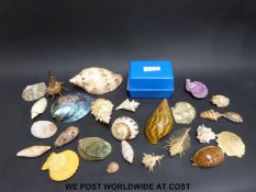 An amateur collection of seashells with index cards