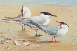 Archibald Thorburn [1860-1935]- Common Tern and Sandwich Tern:- signed and dated