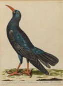 CORNISH CHOUGH : hand coloured copper engraving after Peter Paillou, sight size,370 x 275 mm,