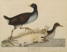 TURTLE DOVE : hand coloured copper engraving, 430 x 310 mm, attractively f & g,