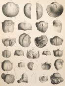KONINCK, L.