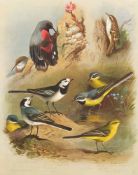 THORBURN, Archibald - British Birds : 4 vols, 80 colour plates, org.