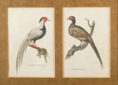ORNITHOLOGY : A set of four early 19th century hand coloured engravings of exotic birds,