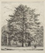 STRUTT, Jacob George (after) : [1790-1864] - Larches at Dunkeld, etching, sight size 39 x 33 cm,