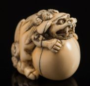 A Japanese carved ivory netsuke of a temple lion holding a ball: a loose ball in it's mouth,