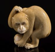 A Japanese carved ivory netsuke of a monkey: scratching his head and holding a biwa fruit,