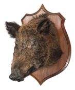 Wild Boar (Sus scrofa) full head mount on an oak shield plinth:,