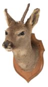 Roe Deer (Capreolus capreolus) full head mount on an oak shield plinth:,
