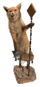 An early 20th century preserved fox,
